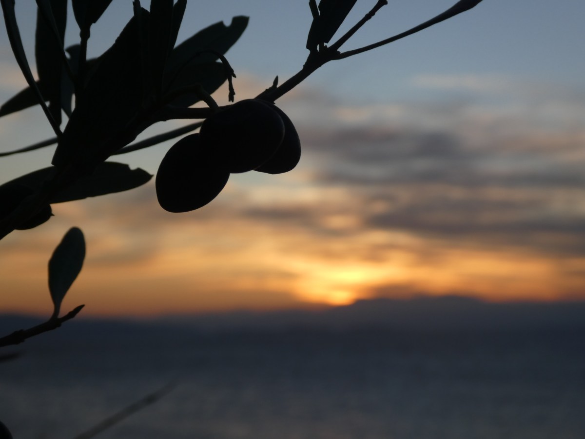 Wwoofing dans les oliviers&nbsp;!